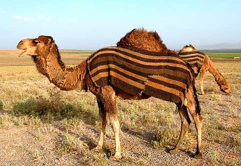 Migratng camels with nomads near ancient Lystra in Turkey. Photo by Ferrell Jenkins.