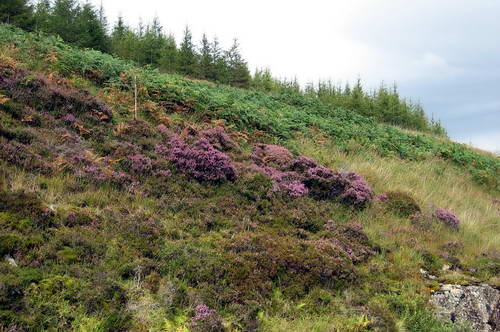 Heather on the Hill. Photo by Ferrell Jenkins.