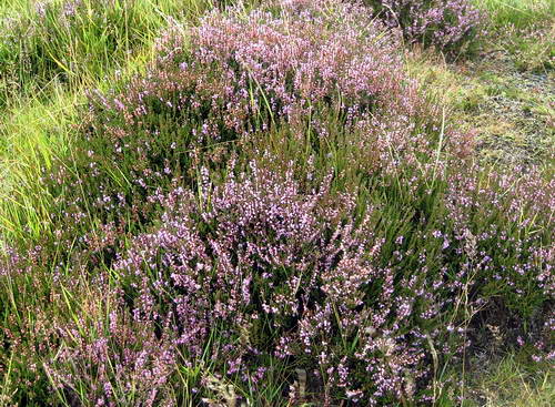 Heather near Balmoral. Photo by Ferrell Jenkins.