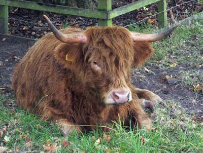 Scotland long hair coo (cow) at the Burrell Museum, Glasgow, Scotland.