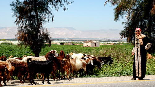 Caring for Goats in the Jordan Valley, the area of Perea in New Testament times. Photo by Ferrell Jenkins.