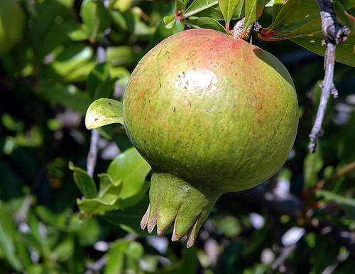Pomegranate growing at Aphrodisias in Turkey.