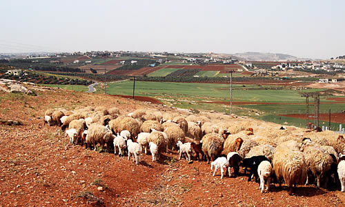 The shepherd leads his flock out to green pastures. Photo by Ferrell Jenkins.