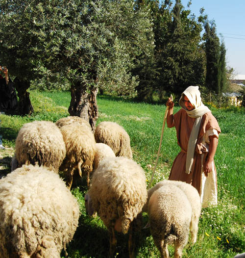 Shepherd tends his flock at the Nazareth Village. Photo by Ferrell Jenkins.