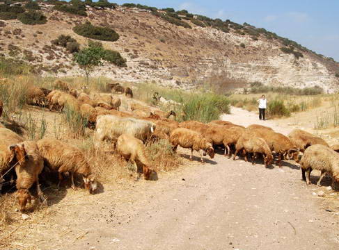 Elizabeth and I were temporarily separated in the brook of Elah by a flock of sheep. Photo by Ferrell Jenkins.