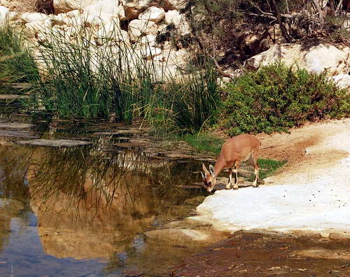A young Ibex in Wadi Zin. Photo by Ferrell Jenkins.