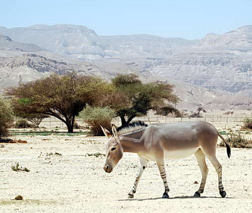 A Somalia Wild Donkey at the Yotvata Hai-Bar Reserve. Photo by Ferrell Jenkins.