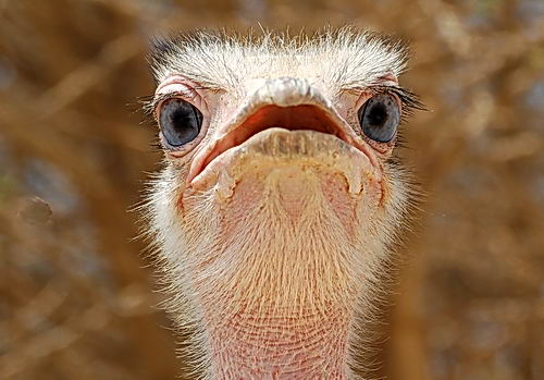 Ostrich at the Hai-Bar Nature Reserve. Photo by Ferrell Jenkins.