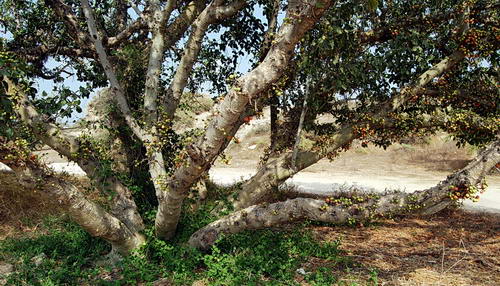 Sycamore tree at Ashkelon. Photo by Ferrell Jenkins.
