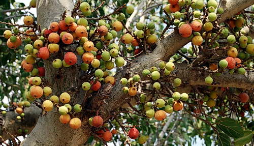 Sycamore figs. Photo by Ferrell Jenkins.