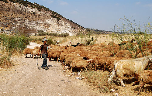 Bedouin shepherd in the Elah brook in the area below Khirbet Qeiyafa, Elah Fortress, or Khirbet Daoud. Photo by Ferrell Jenkins.