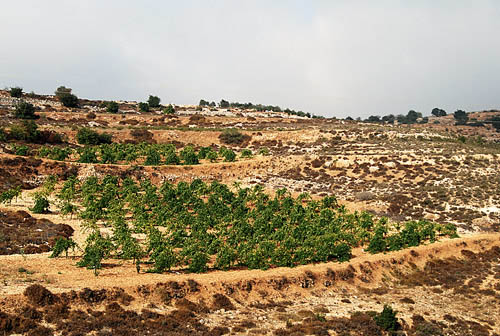 Terraces in the hill country of Judea near Bethlehem. Photo by F. Jenkins.