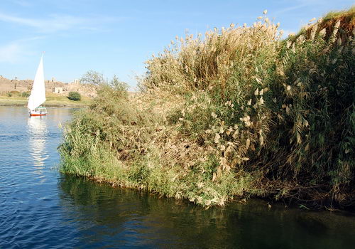 Reeds or rushes along the edge of the Nile River. Photo by Ferrell Jenkins.