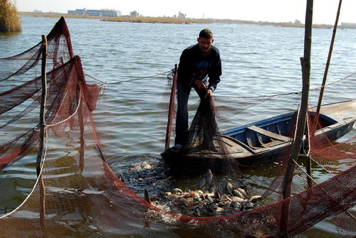 An Egyptian fisherman working the nets. Photo by Ferrell Jenkins.