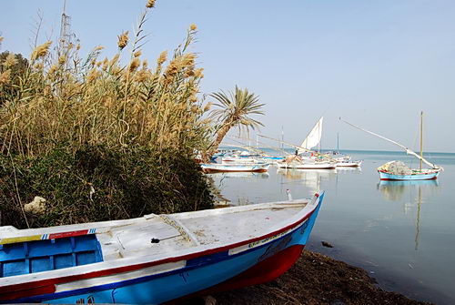 Reeds (bulrushes) growing in the Great Bitter Lake. Photo by F. Jenkins.
