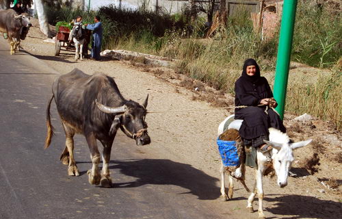 Moving the "herd" near ancient Memphis. Photo by Ferrell Jenkins.