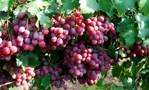 Grapes near Lachish. Photo by Ferrell Jenkins.