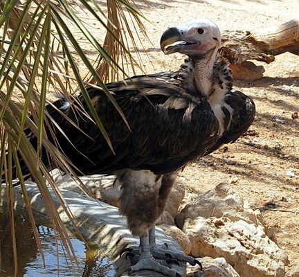 Vulture at the Hai-Bar Reserve in Israel. Photo by Ferrell Jenkins.
