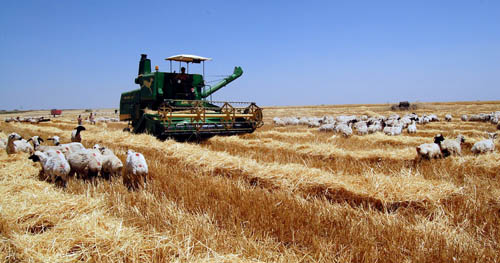 Harvesting grain in Eastern Turkey. Photo by Ferrell Jenkins.