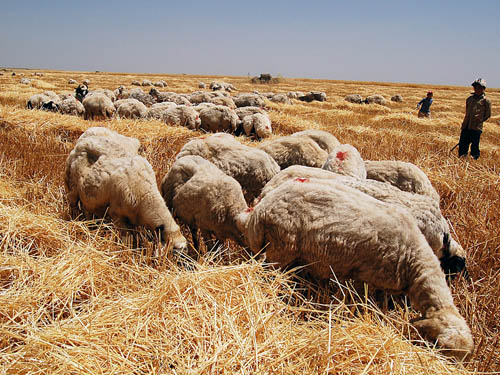 Shepherds care for their sheep in Eastern Turkey. Photo by Ferrell Jenkins.