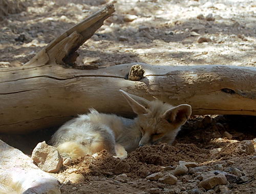 Foxes have holes. Photo at Hai Bar Nature Reserve by Ferrell Jenkins.