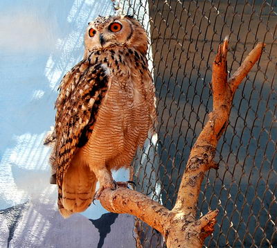 Owl at Hai-Bar Nature Reserve in Israel. Photo by Ferrell Jenkins.