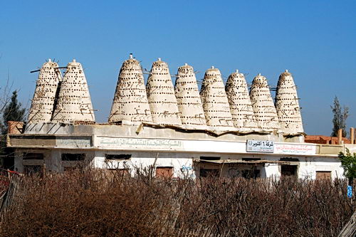 Pigeon roosts near Alexandria, Egypt. Photo by Ferrell Jenkins.