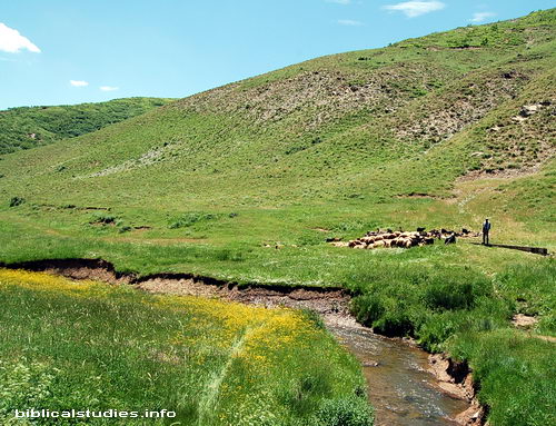 A shepherd provides green pastures and quiet water for his sheep. Photo by Ferrell Jenkins.