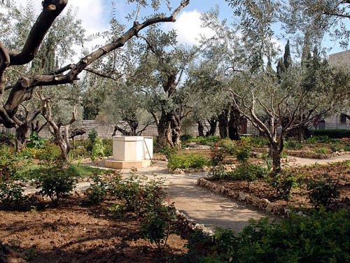 Garden of Gethsemane on the Mount of Olives. Photo by Ferrell Jenkins.