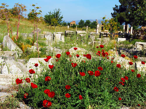 Flowers blooming among the ruins at Ephesus. Photo by Ferrell Jenkins.