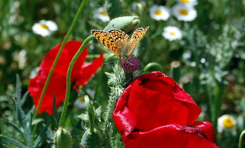 Spring wild flowers growing west of Konya, Turkey. Photo by Ferrell Jenkins.