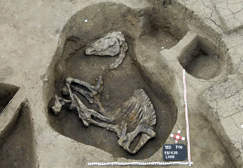 Hyksos horse skeleton discovered at Tell el Daba.