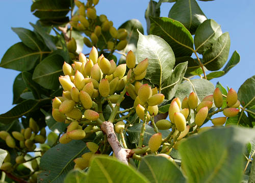 pistachio-near-carchemish-t Pistachio's growing near Carchemish on the Euphrates. Photo by Ferrell Jenkins.