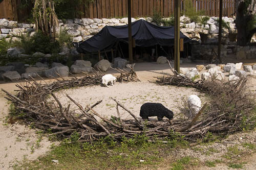 Sheepfold at Explorations in Antiquity Center. Photo by David Padfield.