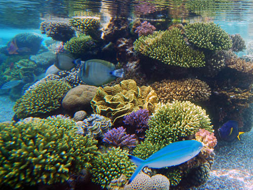Eilat - Red Sea Fish Fish and coral in the Red Sea at Eilat. Photo by Ferrell Jenkins.