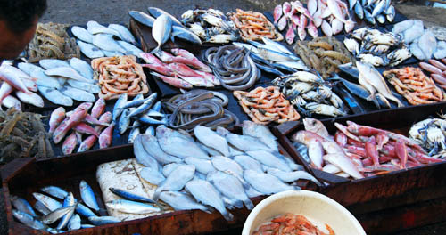 The Fish Market at Alexandria, Egypt. Photo by Ferrell Jenkins.
