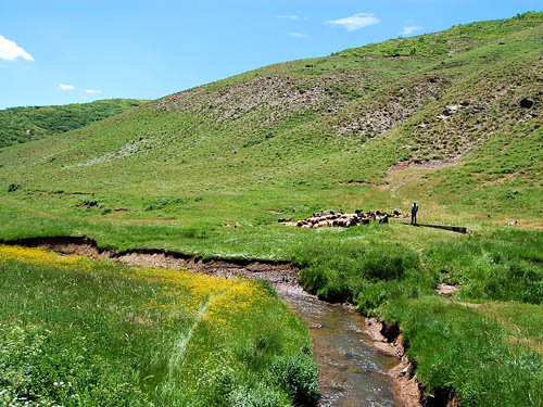 Shepherd with sheep in the Land of Ararat. Photo by Ferrell Jenkins.