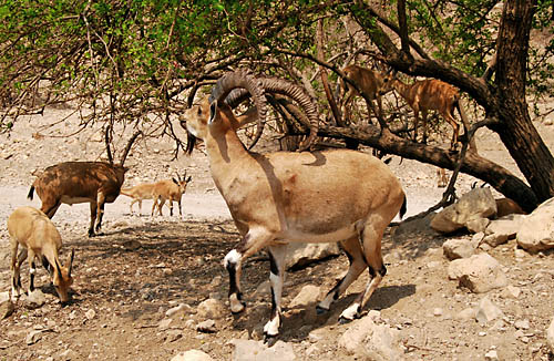 Ibex at En Gedi near the Dead Sea. Photo by Ferrell Jenkins.