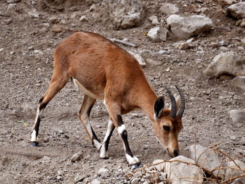 An Ibex at En Gedi. Photo by Ferrell Jenkins 2009.
