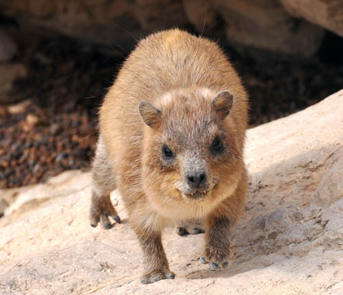 Rock Badger at EnGedi. Photo by Ferrell Jenkins.