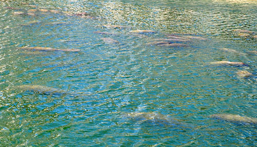 Manatees at the TECO Manatee Viewing Area. Photo by Ferrell Jenkins.