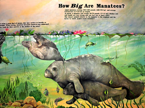 How Big Are Manatees? Photo by Ferrell Jenkins.