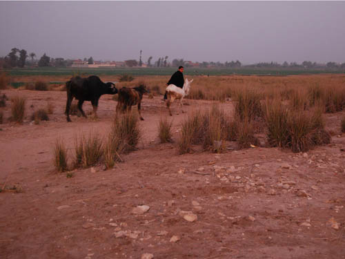 Tell el-Dab'a in the Eastern Nile Delta. Photo by Ferrell Jenkins.