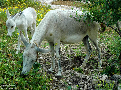 Donkey and Colt at Nazareth Village. Photo by Ferrell Jenkins.