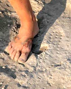 Sandal print from Hippos.