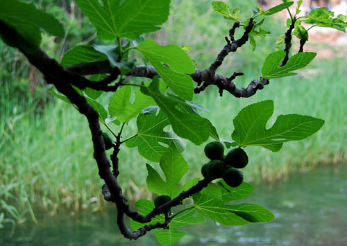 Fig growing at Caesarea Philippi. Photo by Ferrell Jenkins.