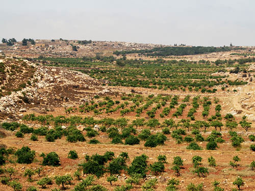 Vineyard in the hill country of Judah near the Patriarchs Way. Photo by Ferrell Jenkins.