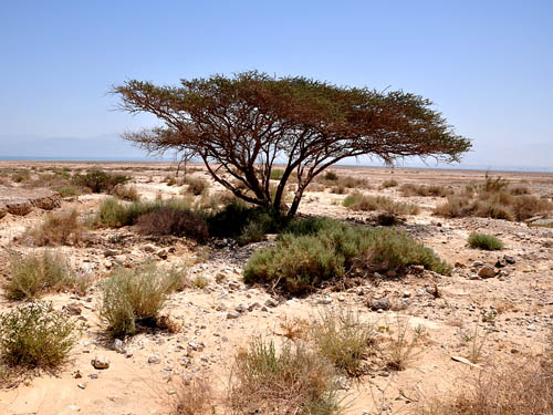 A lone acacia tree on the shore of the Dead Sea. Photo by Ferrell Jenkins.