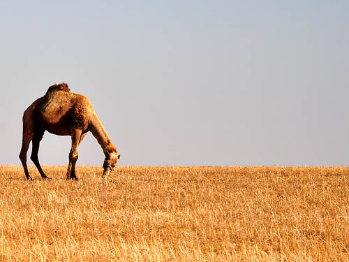 A camel along the road from Beersheba to Arad. Photo by Ferrell Jenkins.