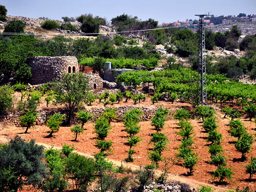 Vineyard and Tower SW of Bethlehem Vineyard with a Watchtower SW of Bethlehem. Photo by Ferrell Jenkins.